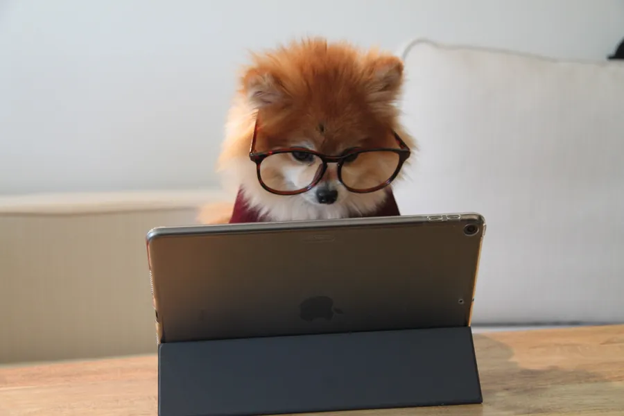 A small dog in glasses working on a laptop